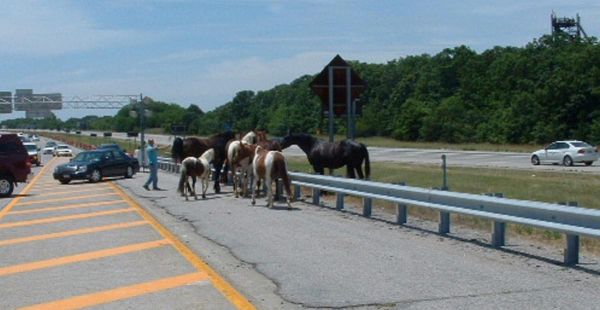 Maries Horses Stop Traffic